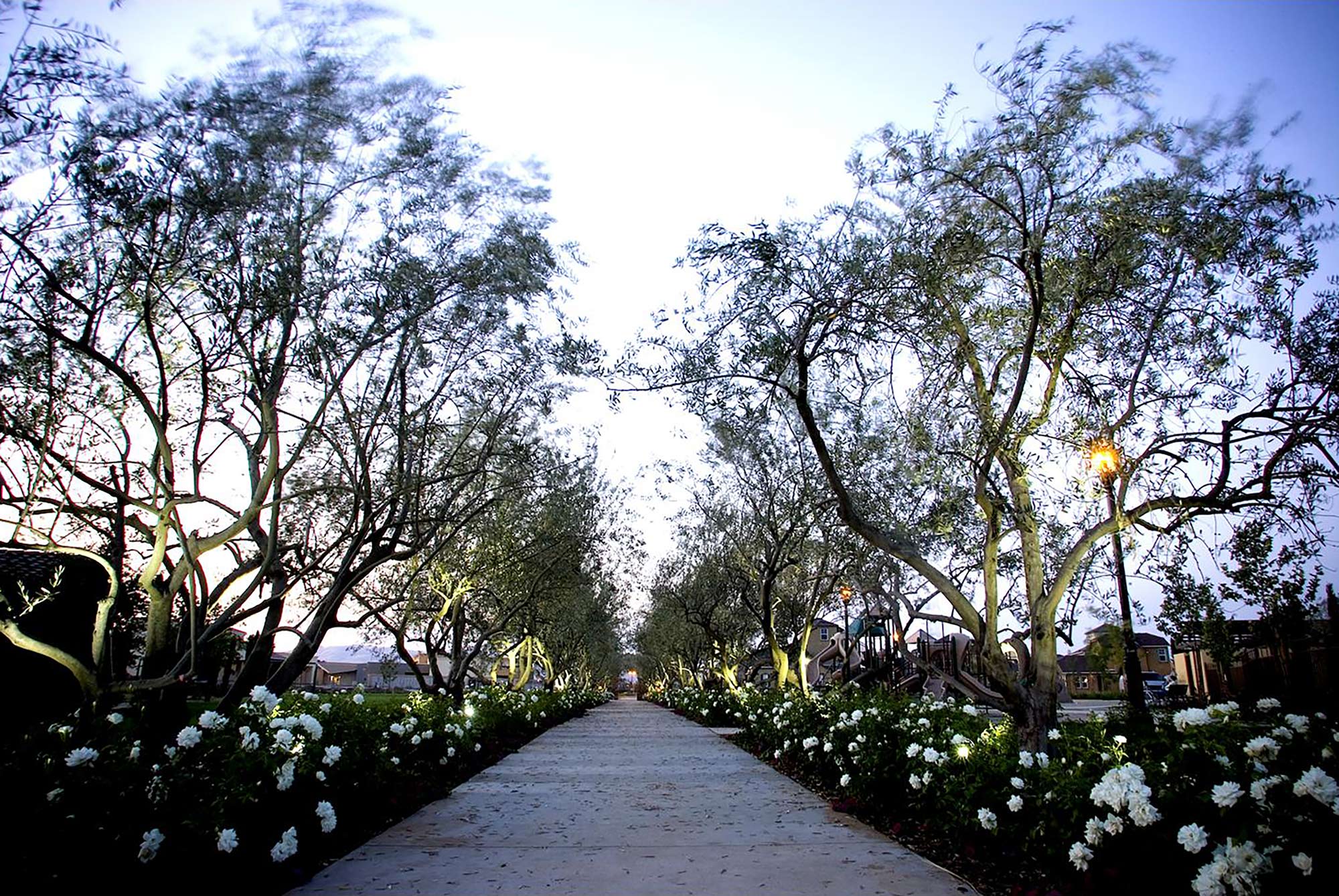 commercial park walkway lined by olive trees with lighting at dusk