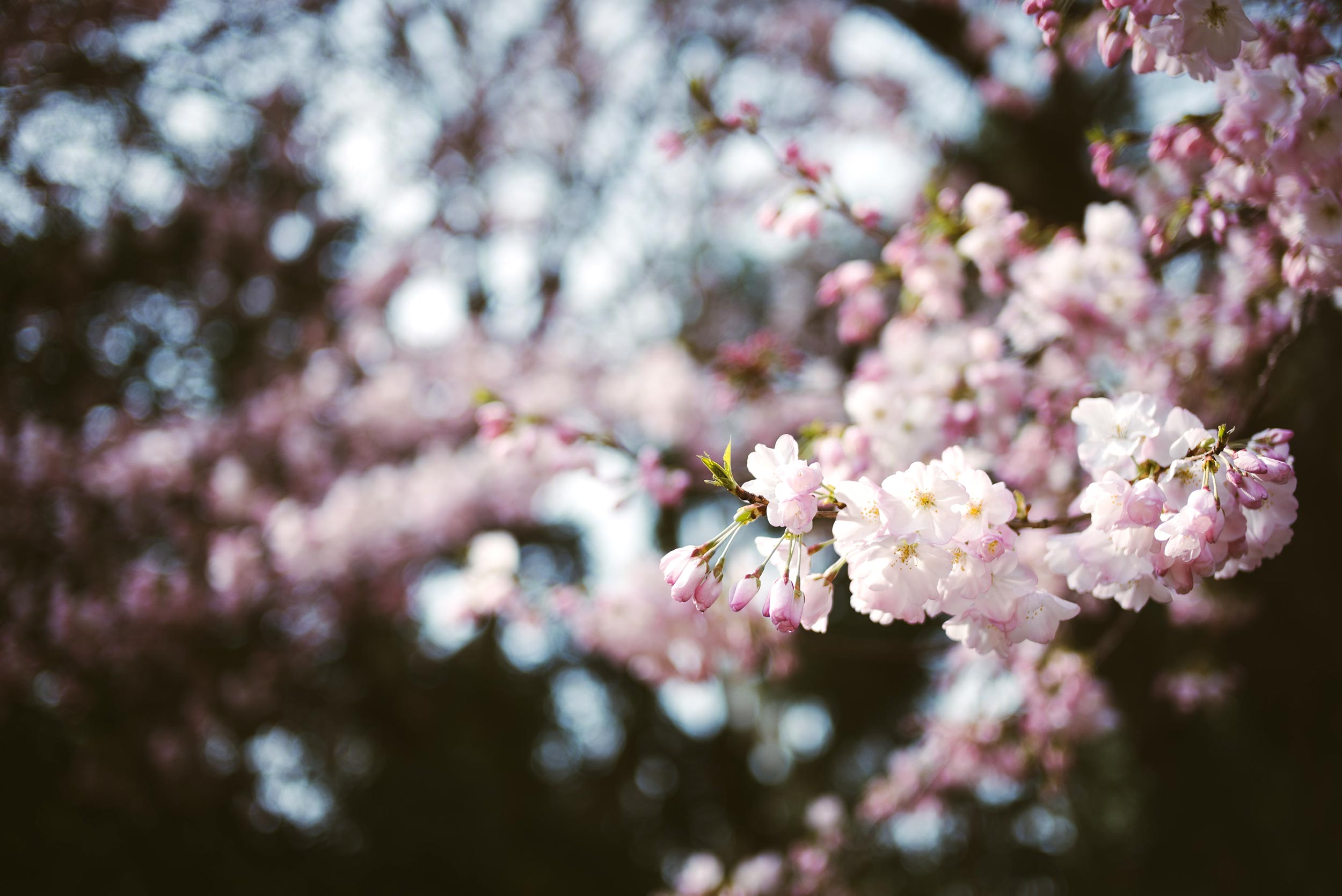 Close up of flowering tree